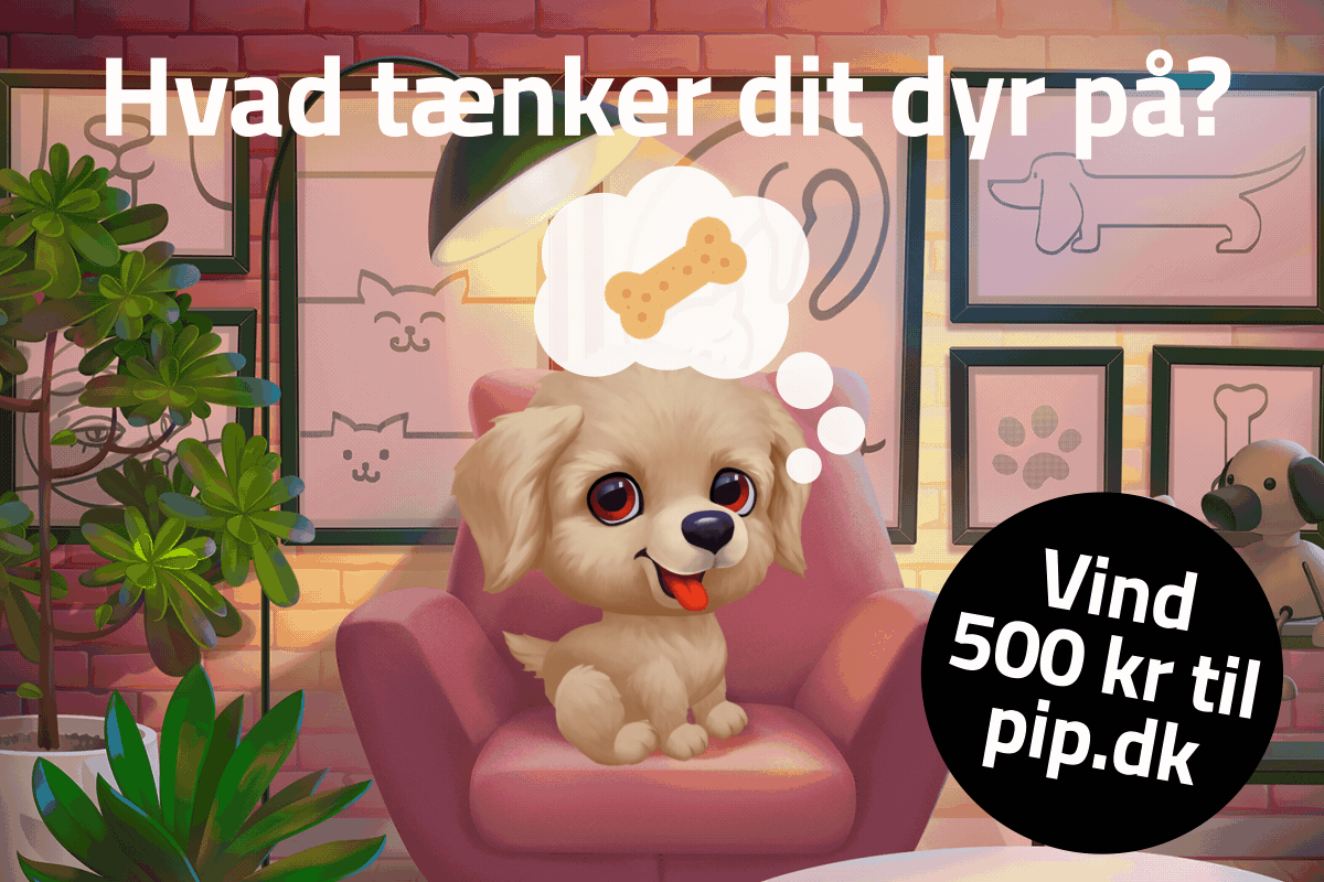 Vind 500 kr. til pip.dk